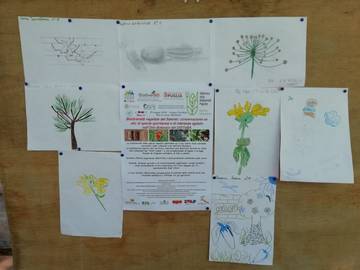 Winner drawings showing biodiversity themes