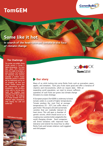 Some like it hot - In search of the heat-toIerant tomato in the face of climate change